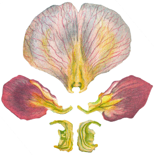 Talsinki flower